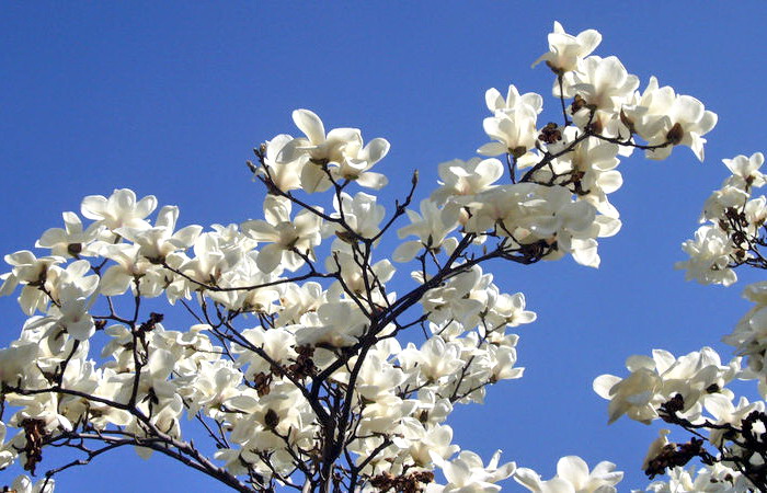 木兰花绘图片大全_木兰花绘图片下载