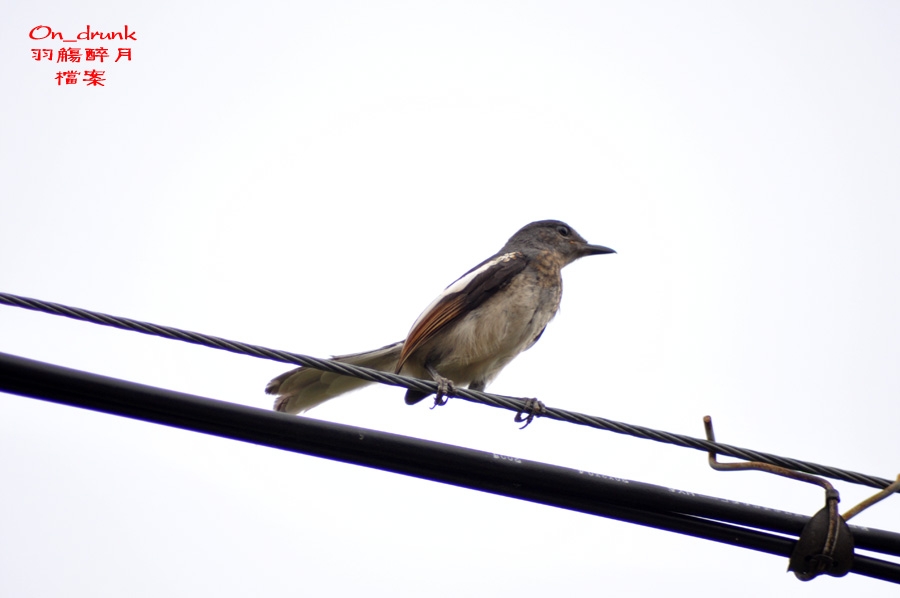 DSC_0108.JPG