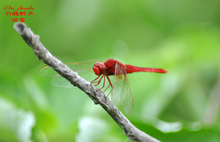 DSC_0081.jpg