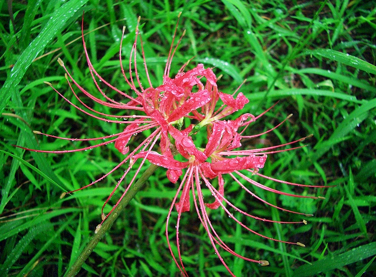红花石蒜
