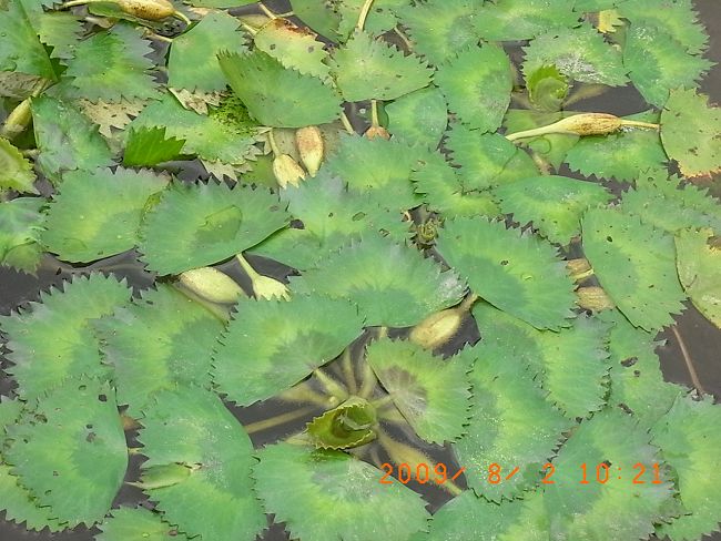 菱角生了.jpg
