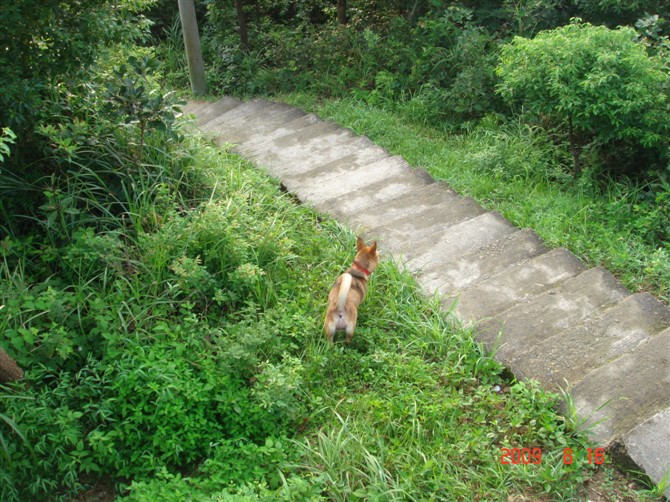 狗狗一起爬山