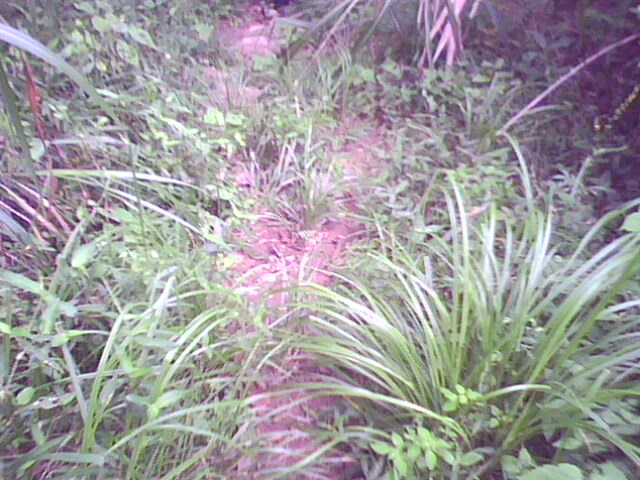 IMG0135A.jpg
