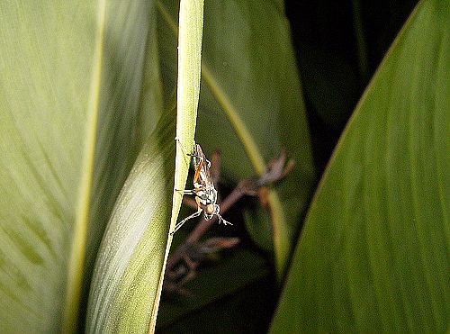 IMG_0277.jpg