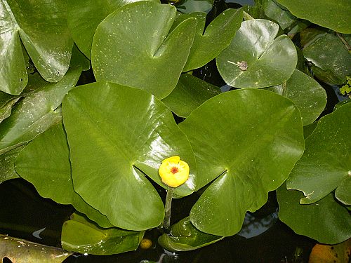 荷花.jpg