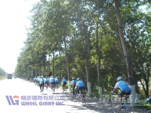 京津公路两边都是杨树林带，为车队提供宝贵的树荫。