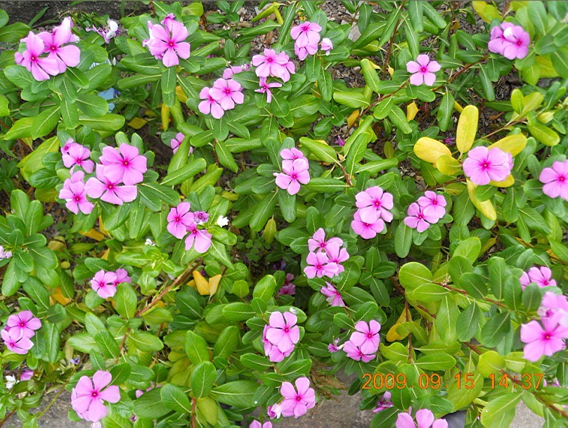 路边的野花1.jpg