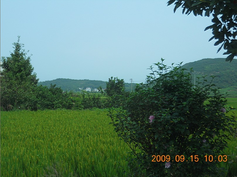 田野风光.jpg