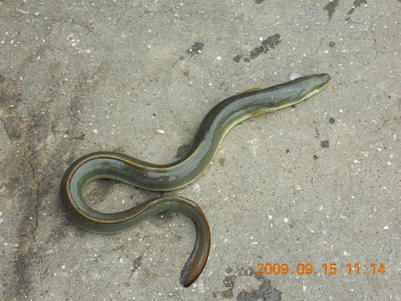 野生河鳗.jpg