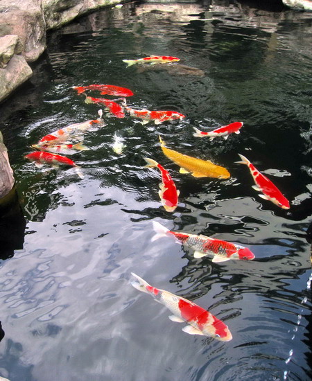 锦  鲤