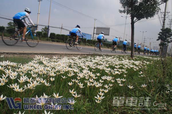 路边兰花草很漂亮