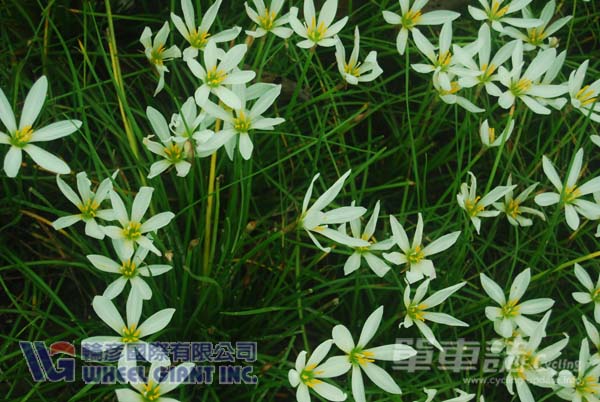 兰草花