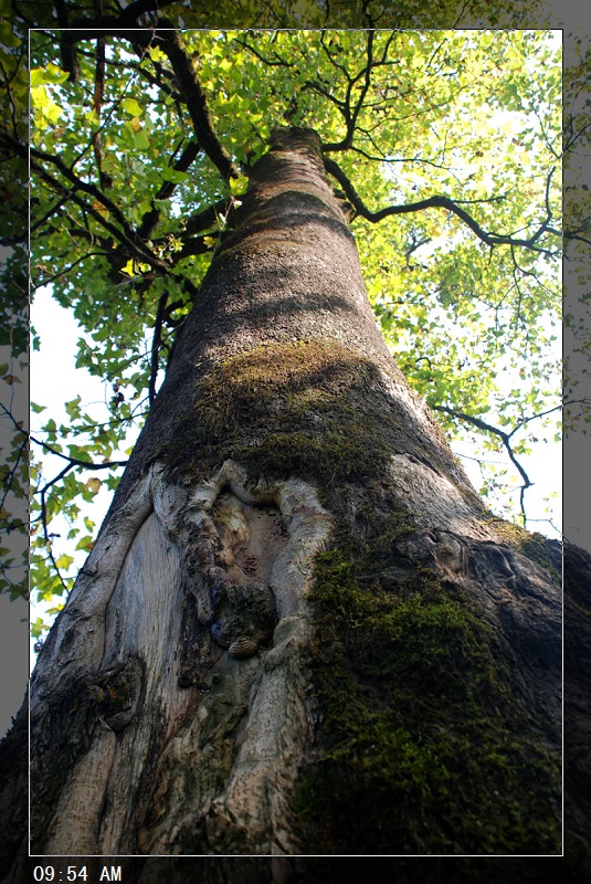 9:54 见一大树
