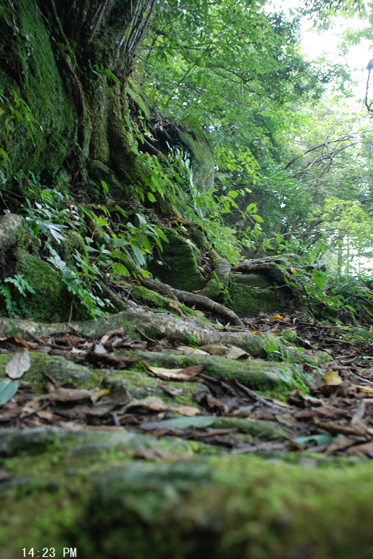 14:23 一段苔藓路