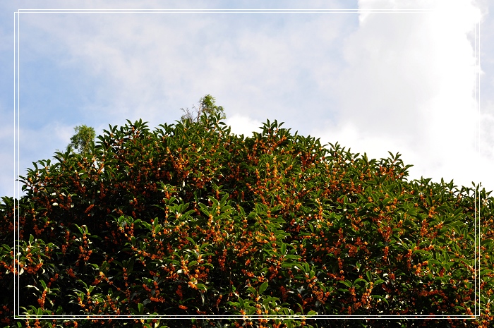 DSC_0967.jpg