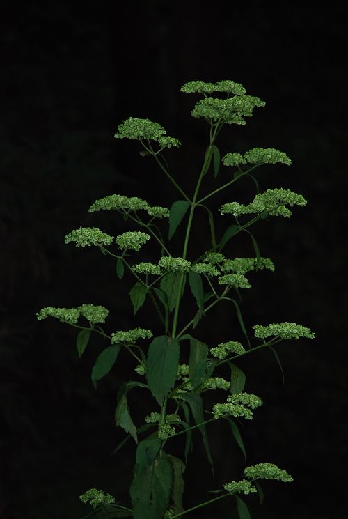 小植株