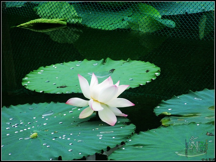 2009·8·2 183.jpg