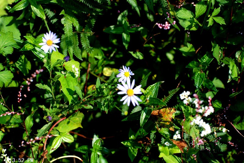 DSC_0705.jpg