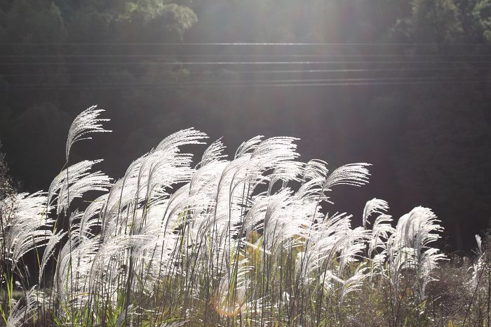芦苇.jpg