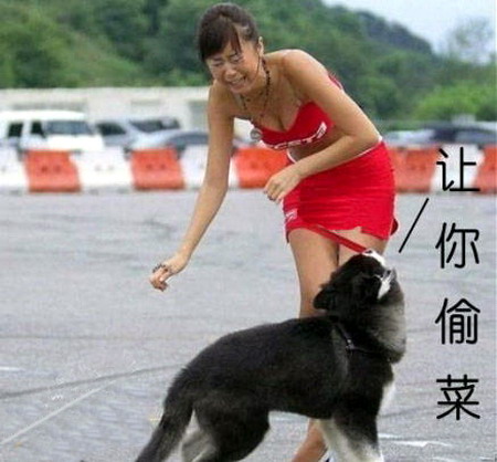 偷  菜