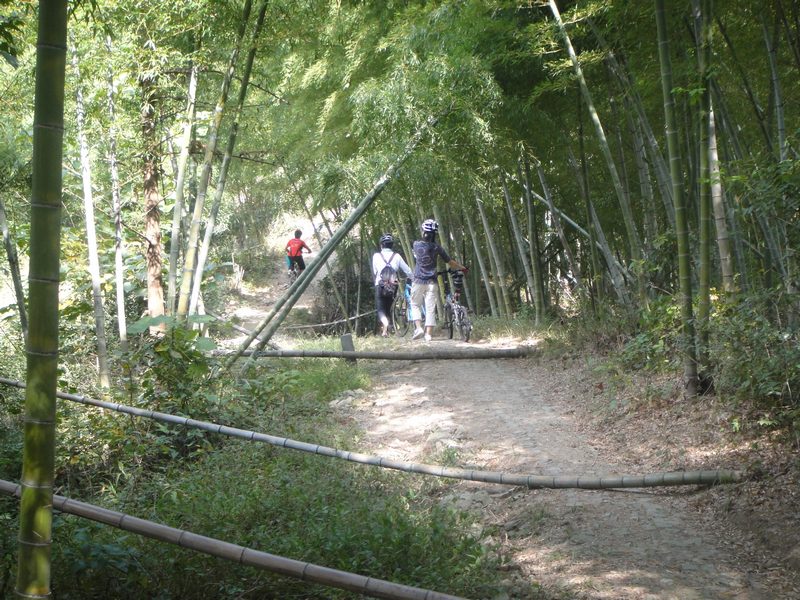 骑行在竹林2