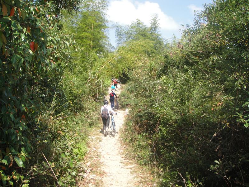 骑行在竹林