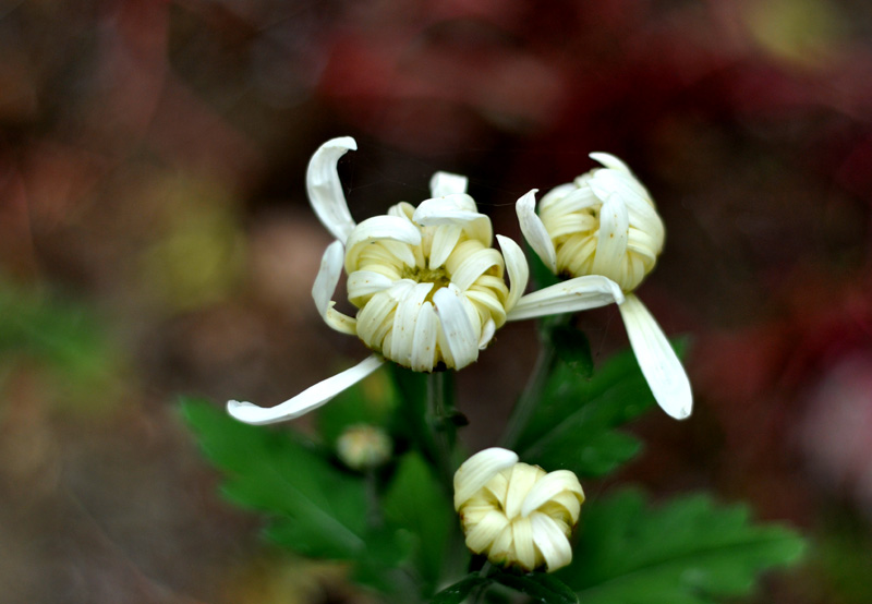 DSC_0059.jpg