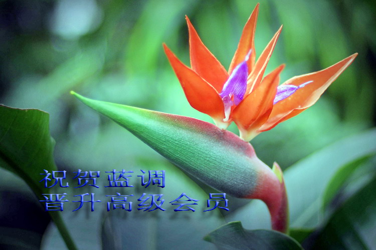 祝  贺