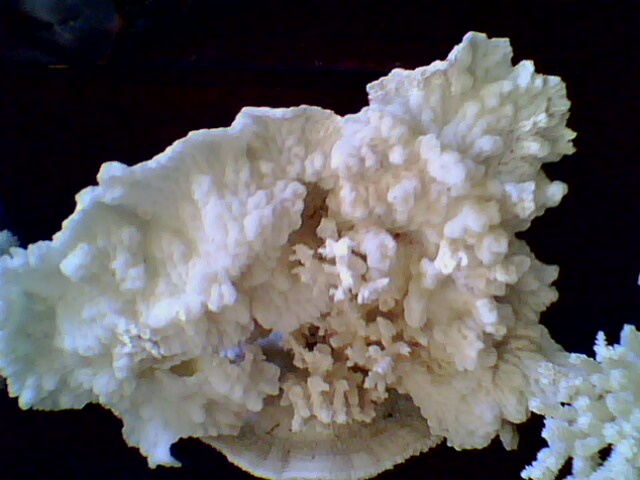 IMG0092A.jpg
