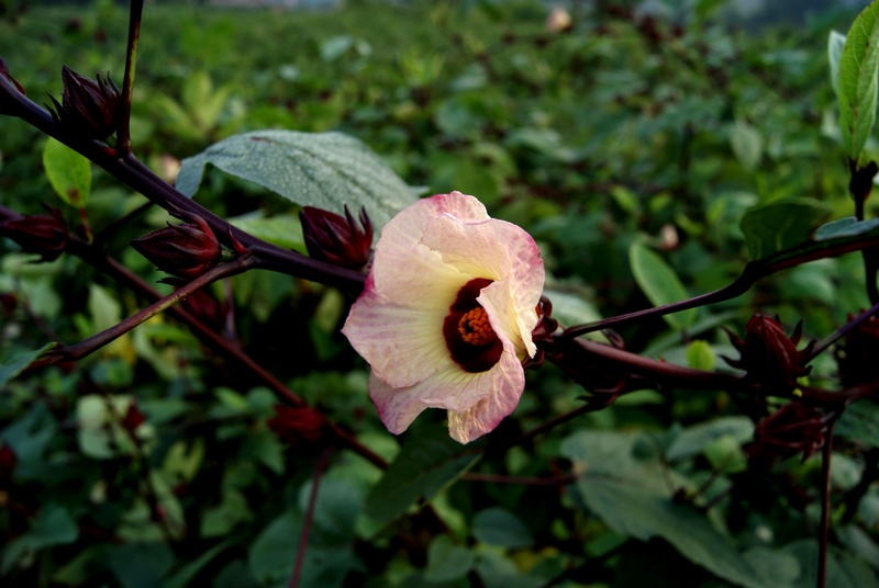 DSC00061_光影_2.jpg