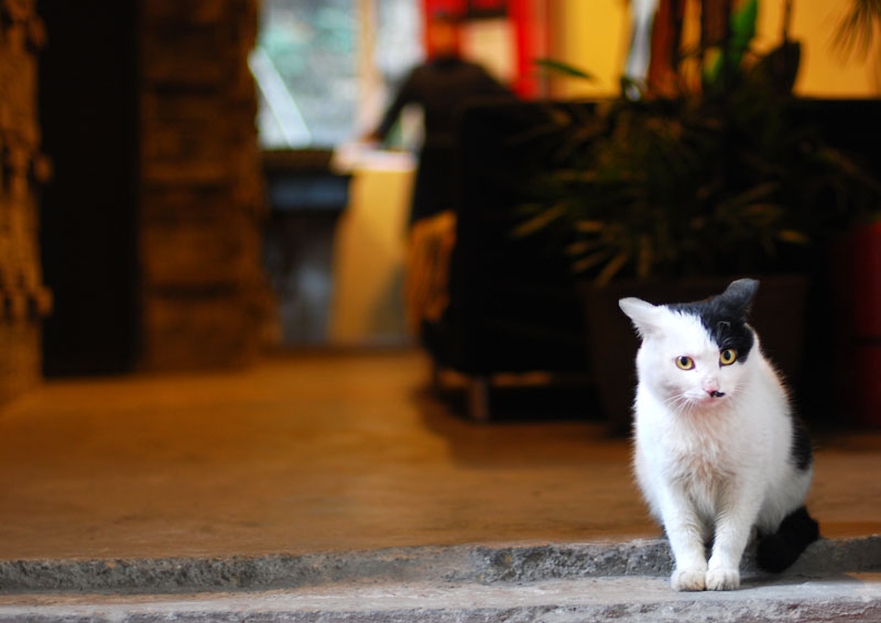 青旅的小猫小狗还是挺多的