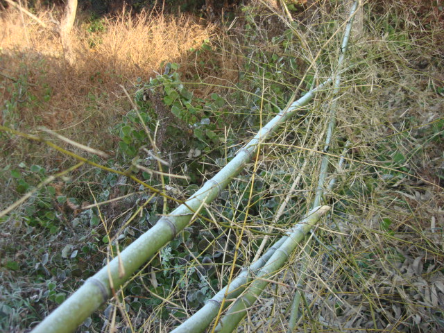 DSC02508.JPG