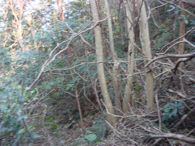 DSC02729.JPG
