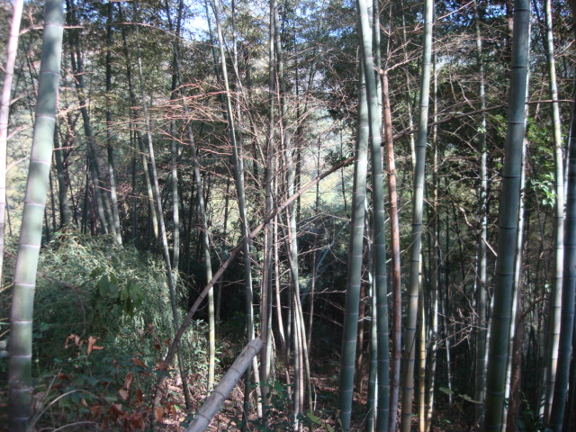 DSC02573.JPG