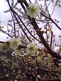 IMG0122A.jpg