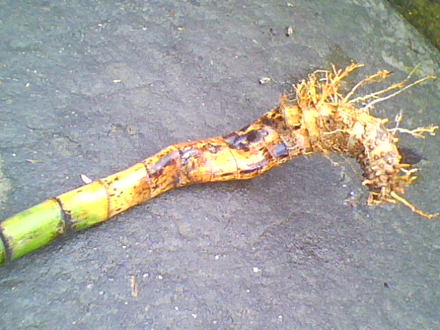 IMG0303A.jpg