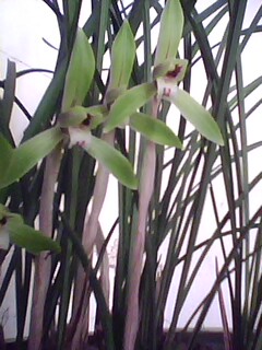 IMG0154A.jpg