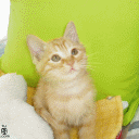 猫.gif