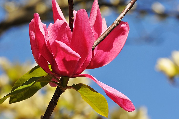 好大的花.jpg