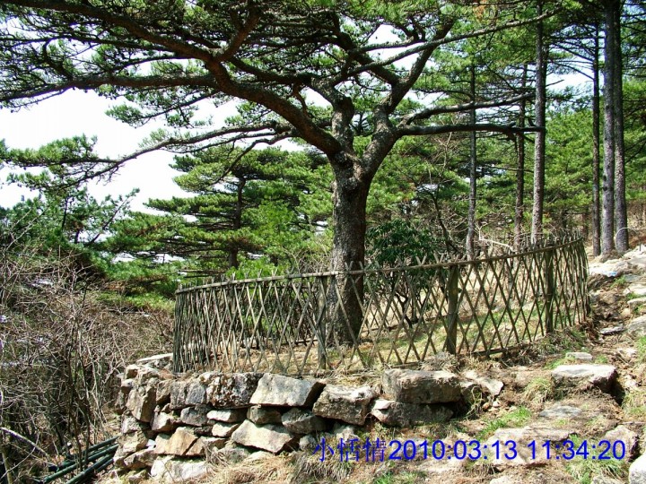326上光明顶的路上及旁边景色.jpg