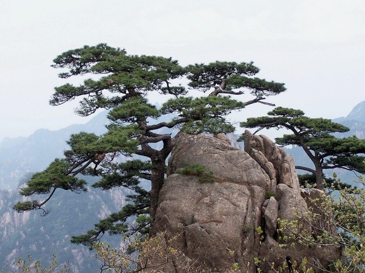507黄山风景区狮子峰风光3.jpg