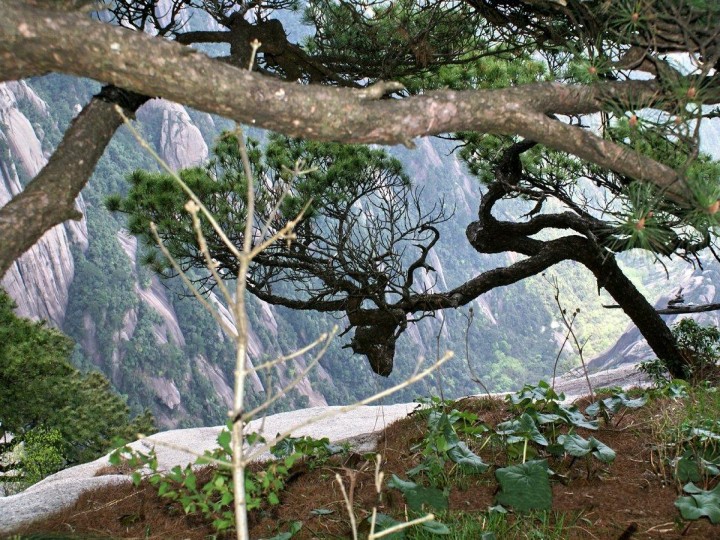 29天都峰奇松。.jpg