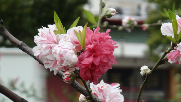 DSC00031.JPG