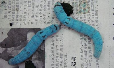 彩色蚕