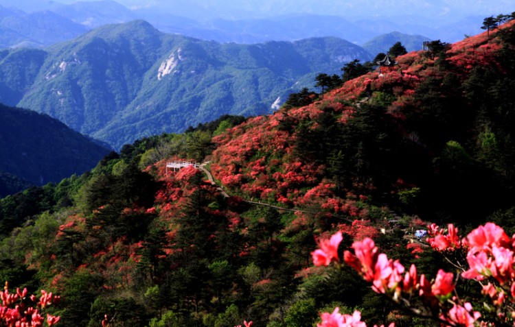 霞红凝艳数千枝2.jpg