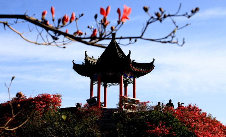 霞红凝艳数千枝1.jpg