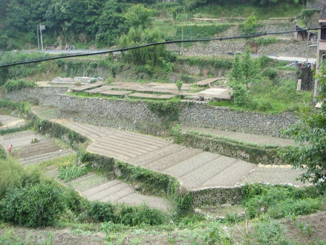 王岙村的田
