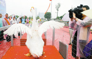 大白鹅.jpg