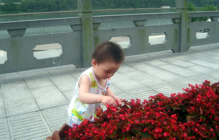 赏  花 