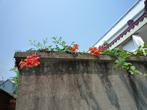 靓